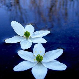 Meet your Posher, Linda